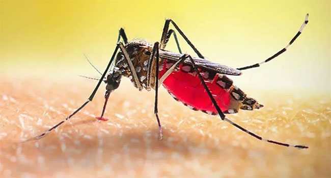 কিশোরগঞ্জে ১দিনে ডেঙ্গুতে আক্রান্ত  ২১ জন